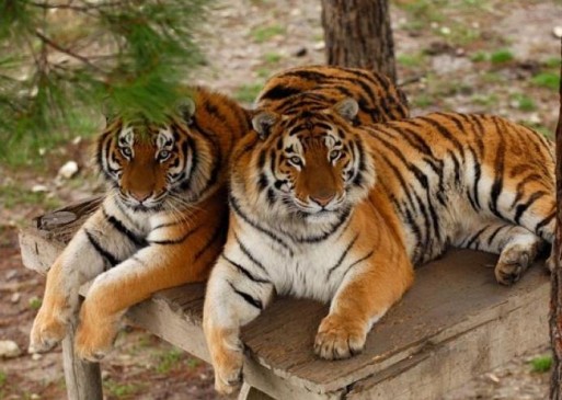 Number of tigers are increasing in the maharashtra state