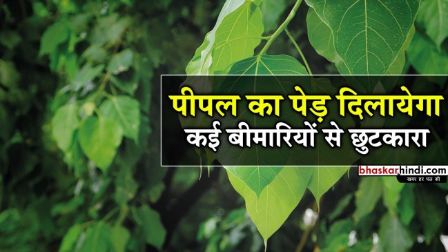 पीपल का पेड़ दिलाएगा कब्ज की समस्या से छुटकारा