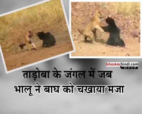 ताड़ोबा के जंगल में जब भालू ने बाघ को चखाया मजा देखे - Video