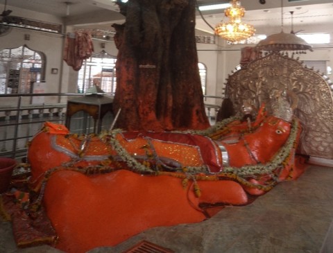 The rare statue of Hanumanji -the devotees are connected with the water coming out of the navel