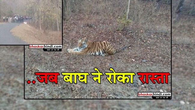 जब बाघ ने सड़क पर डाला डेरा, फिर क्या हुआ देखें इस वीडियो में