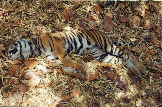 two people arrested in smuggling of tigers body parts in Kanha