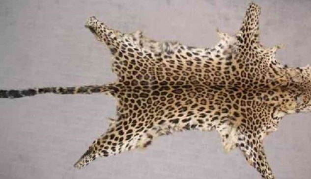 2 accused arrested for selling leopard skins, linked with MP