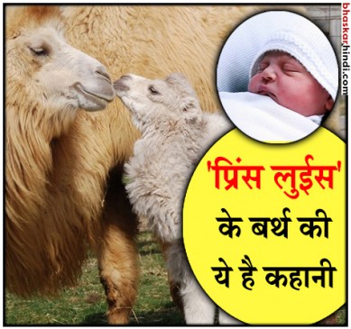 प्रिंस लुईस के नाम से हुआ ऊंट के बच्चे  का नामकरण 