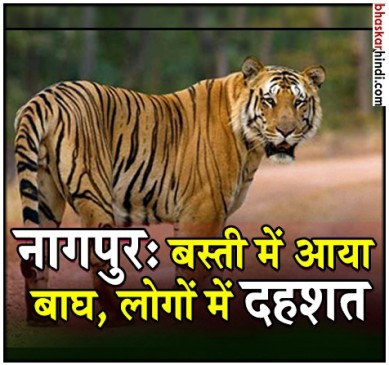 नागपुर: खेत में घुसा बाघ, खदेड़ने के लिए पटाखे फोड़ रहे लोग