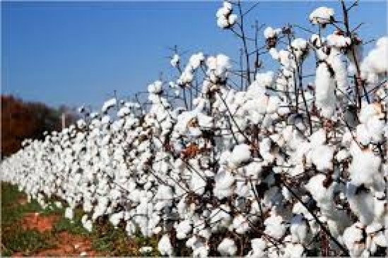cotton business trashes from pandhurana,businessmen-farmers in trouble