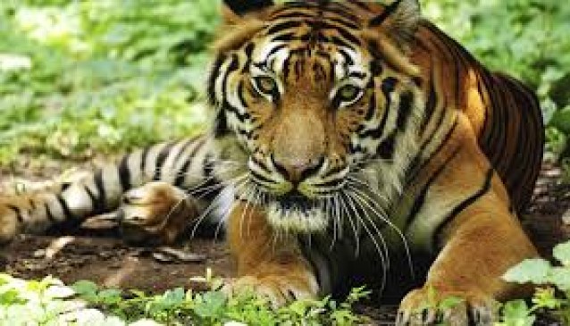counting of tiger will be done by camera tapping accurate statistics will be obtained