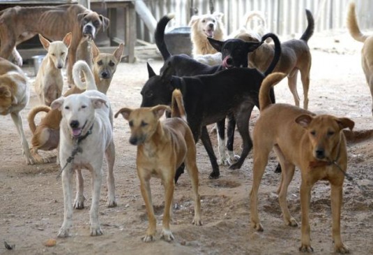 Dog Shelter to be built on the basis of master plan in Bhandewadi