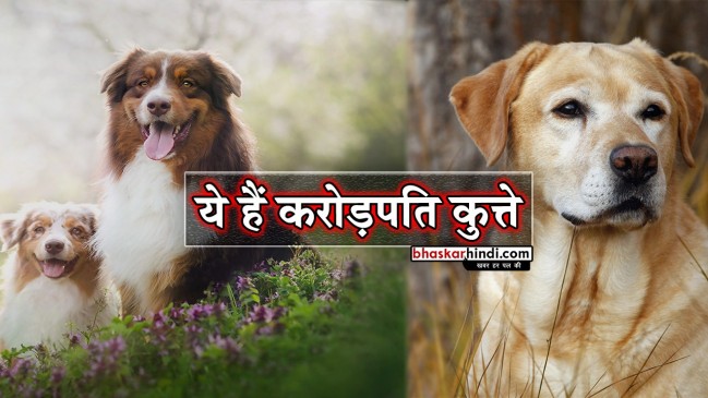70 करोड़ की जायदाद के मालिक हैं गुजरात के ये कुत्ते