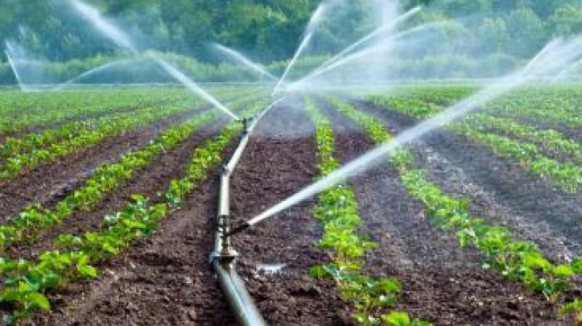 Drip irrigation system is successful, farmers gain profit