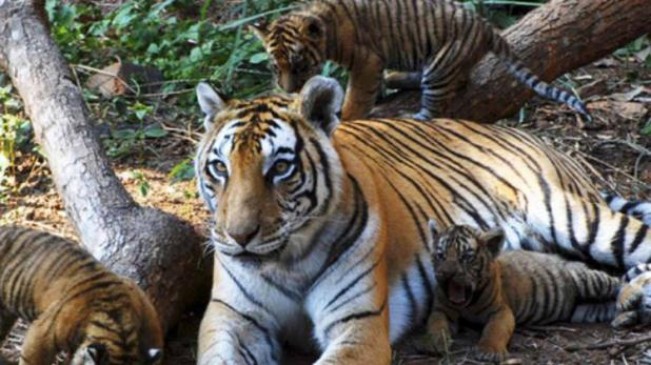Forest Department should decide on capturing tigress in Sindhevahi-HC