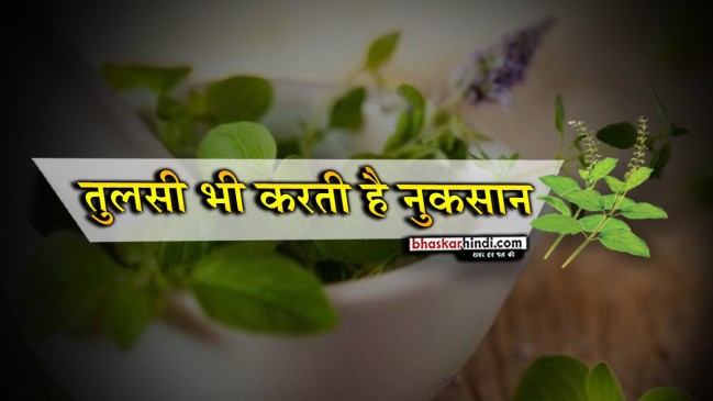 तुलसी के पत्तों से भी होते हैं इतने सारे साइड इफेक्ट्स 