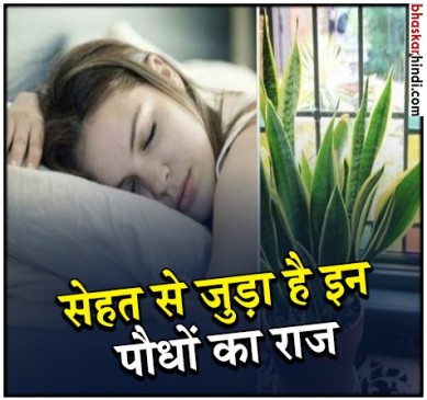 सूकून भरी नींद की है कमी तो लगाएं ये 5 पौधे