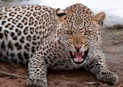 Leopard attack on a farmer sleeping in a cottage deep wounds on his head