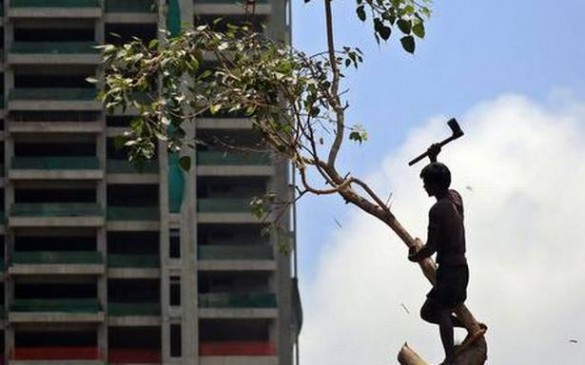 Municipal Commissioner allow 25 trees to be cut, govt gave right
