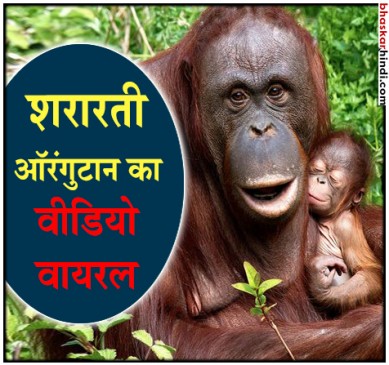 ऑरंगुटान ने चाची से की छेड़छाड़, Video Viral