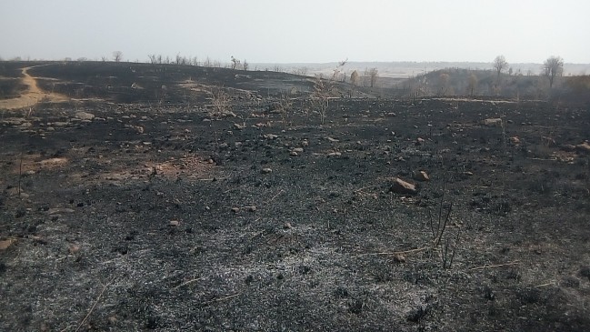 लापरवाही से लगी आग से डेढ़ सौ हेक्टेयर का प्लांटेशन खाक- करोड़ों का नुकसान