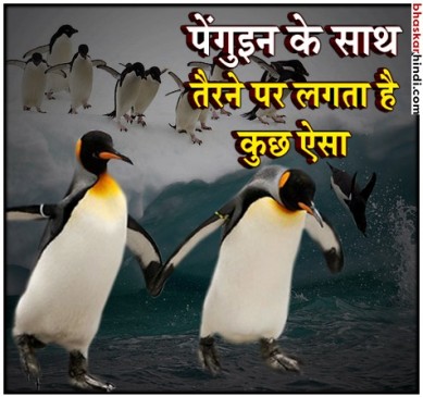 पेंगुइन के शरीर पर लगाया कैमरा, कुछ ऐसा दिखता है नजारा 