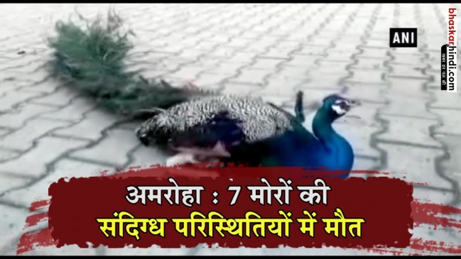 यूपी के अमरोहा में सात मोरों की मौत, दो घायल, वन विभाग ने दर्ज कराई रिपोर्ट