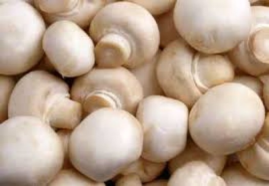 The mushroom sold by customers searching on internet cash crop