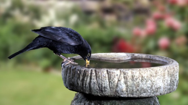To Give water for birds in the hot summer 200 pots distributed