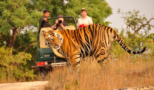 tourists can enjoy Indian Safaris fun in Gorewara from December