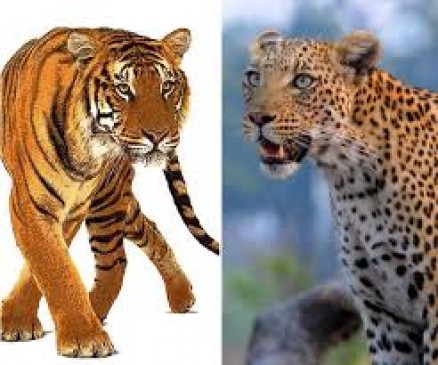 Training given to security guards to control tigers and leopards
