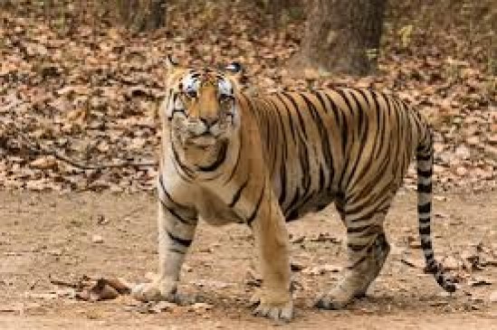 Waiting for NTPCs permission to catch tiger in katni district