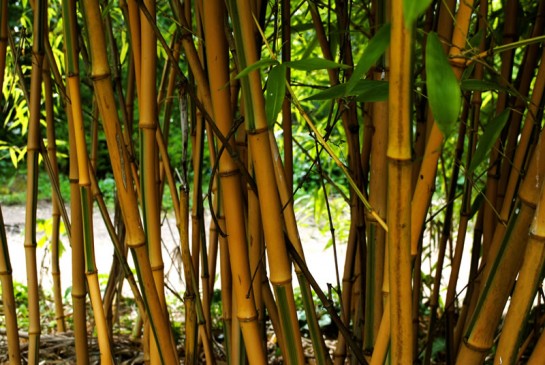 4300 bamboos will be planted around the Varegaon  Rakhad dam