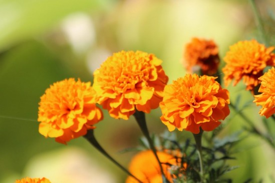 Do you know why Marigold is used in worship?know its significance