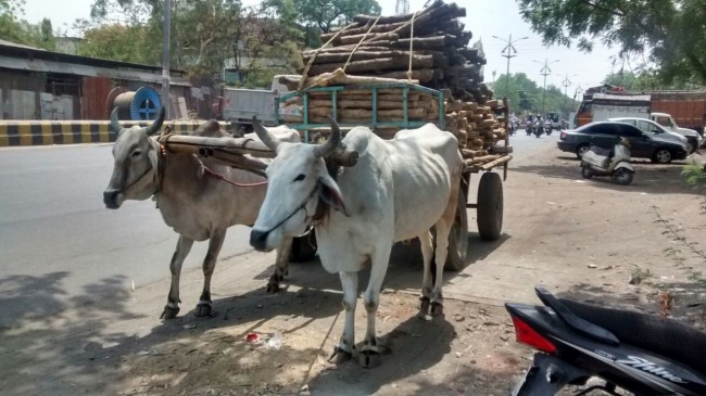 It was expensive to work with bulls in afternoon, FIR lodged