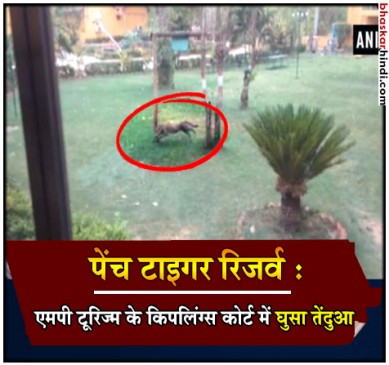 VIDEO : पेंच के रिसोर्ट में घुसा तेंदुआ, पार्क टीम ने बाहर निकाला