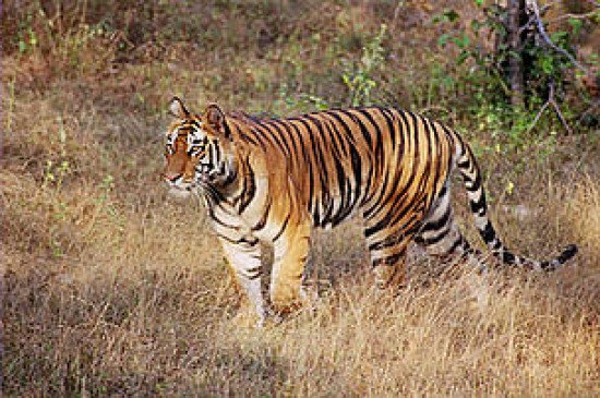 Nagpur forest department are trying to capture a tiger from last 4 days