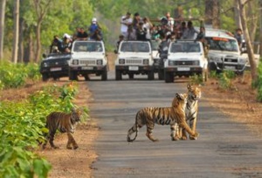 On boosting tourism Pench National Park will increase employment