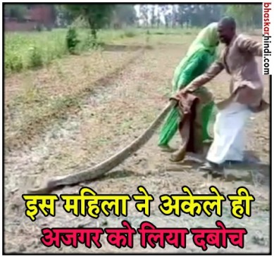 10 फीट लंबे अजगर से अकेली ही भीड़ गई सईदा, अजगर की दहशत से परिवार था परेशान 