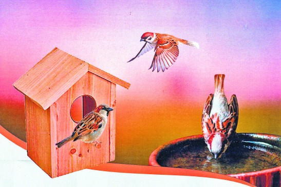 Saurashtra Leuva Patel society is extinguishing the thirst of birds and Animals