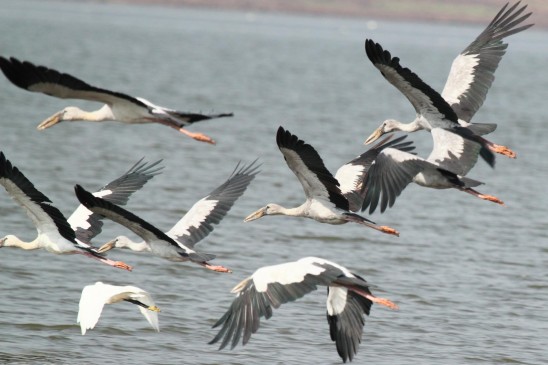 sound of birds give auspicious and inauspicious signals sound of birds give auspicious and inauspicious signals