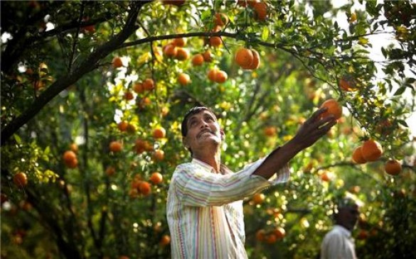 state government brings insurance scheme for fruit producing farmers
