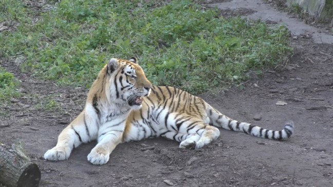 Steps will be taken to stop the tiger habitat to come to city