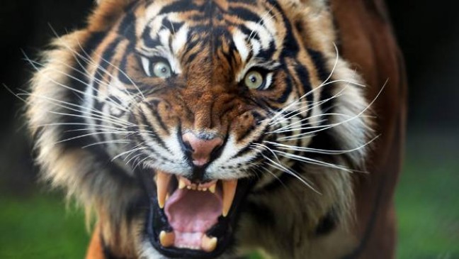 अतरिया में बकरी चराने जंगल गए युवक पर बाघ का हमला