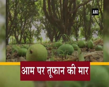 बेमौसम बारिश और तूफान से आम की खेती को होगा नुकसान  