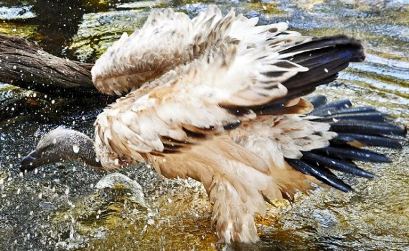 vultures takes bath after having food, kindred is expanding