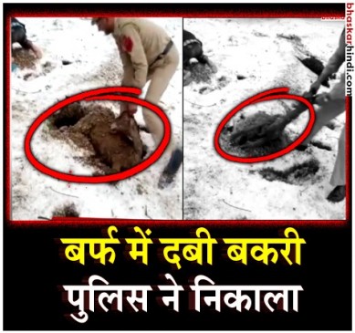 तूफान के बाद बर्फ में दबे बेजुबान जानवर