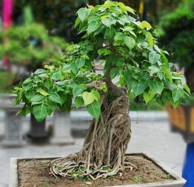 worship of Ficus tree keep Prosperity in house,know its Importance