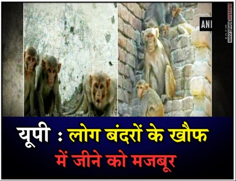 यूपी : संभल में बंदरों का अातंक, अब तक 225 लोग घायल यूपी : संभल में बंदरों का अातंक, अब तक 225 लोग घायल