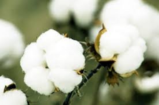 370 cotton seeds approved of 42 companies in maharashtra