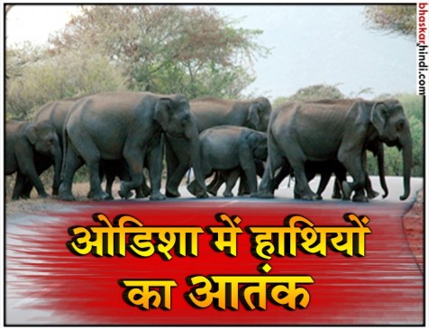 ओडिशा: मयूरभंज जिले के एक गांव में घुसे 70 हाथी, 20 एकड़ खेती नष्ट ओडिशा: मयूरभंज जिले के एक गांव में घुसे 70 हाथी, 20 एकड़ खेती नष्ट