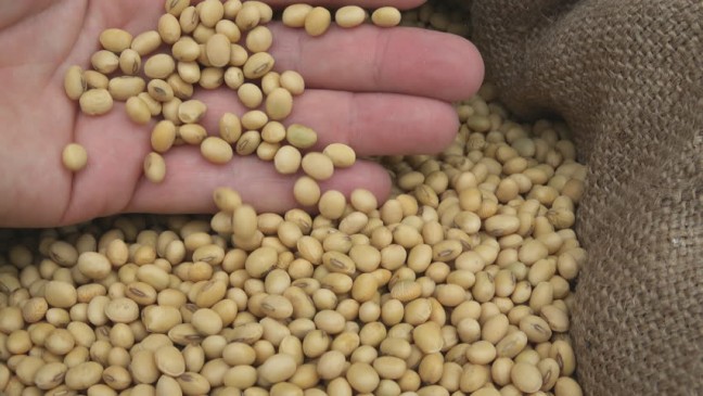 A fraud came in sight in the distribution of seeds in Junnardev