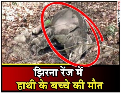 नैनीताल: जिम कॉर्बेट नेशनल पार्क में मृत मिला हाथी का बच्चा नैनीताल: जिम कॉर्बेट नेशनल पार्क में मृत मिला हाथी का बच्चा