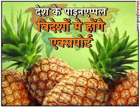 त्रिपुरा :  राज्य के पाइनएप्पल की बिक्री को मिलेगा बढ़ावा, पहली खेप कल पहुंचेगी दुबई